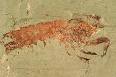 shrimp fossil